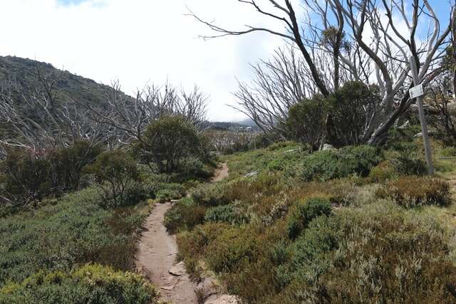 Bush walking/hiking trail